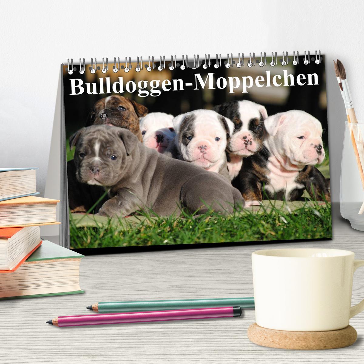 Bild: 9783435533497 | Bulldoggen-Moppelchen (Tischkalender 2025 DIN A5 quer), CALVENDO...