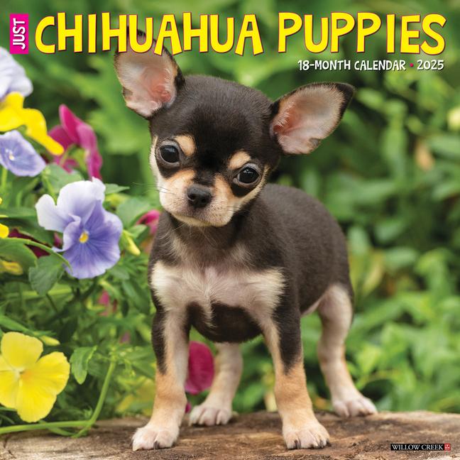 Cover: 9781549242304 | Just Chihuahua Puppies 2025 12 X 12 Wall Calendar | Willow Creek Press