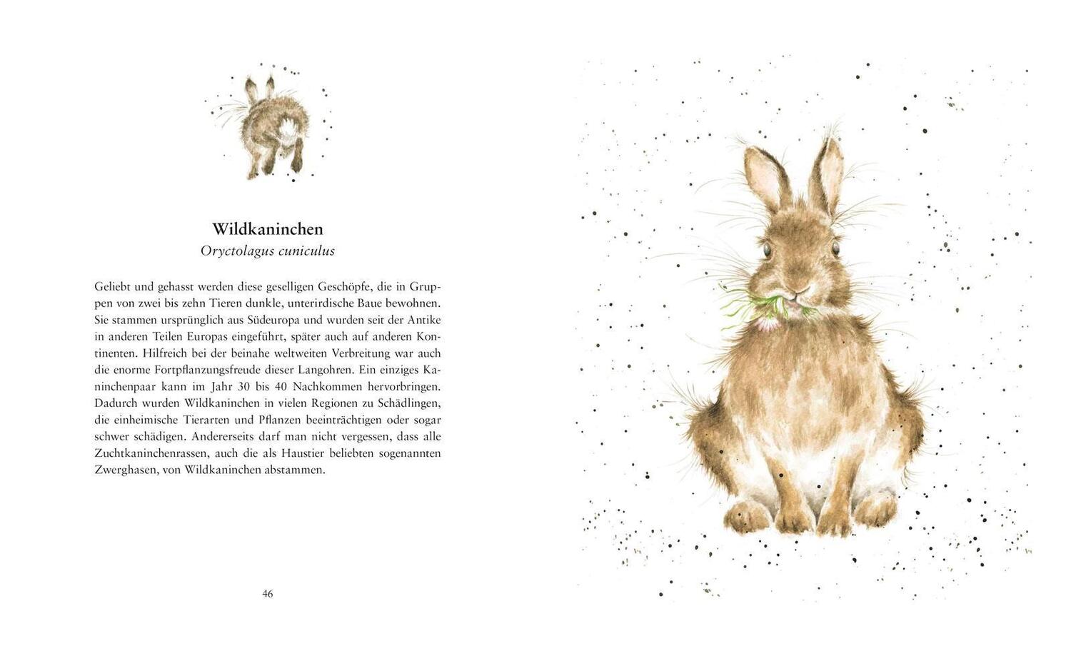 Bild: 9783737355278 | Tierleben - Auf der Wiese, im Wald und am Wasser | Hannah Dale | Buch