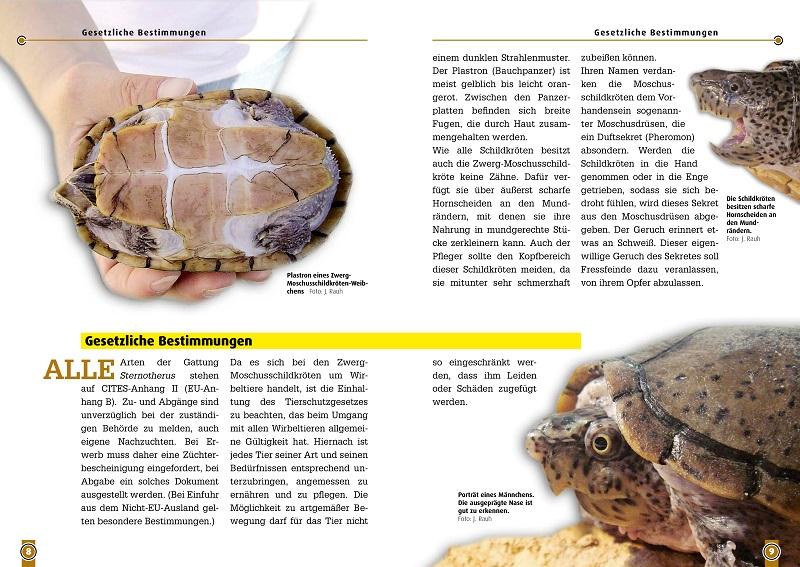 Bild: 9783866591370 | Die Zwerg-Moschus-Schildkröte | Jens Rauh | Taschenbuch | Art für Art