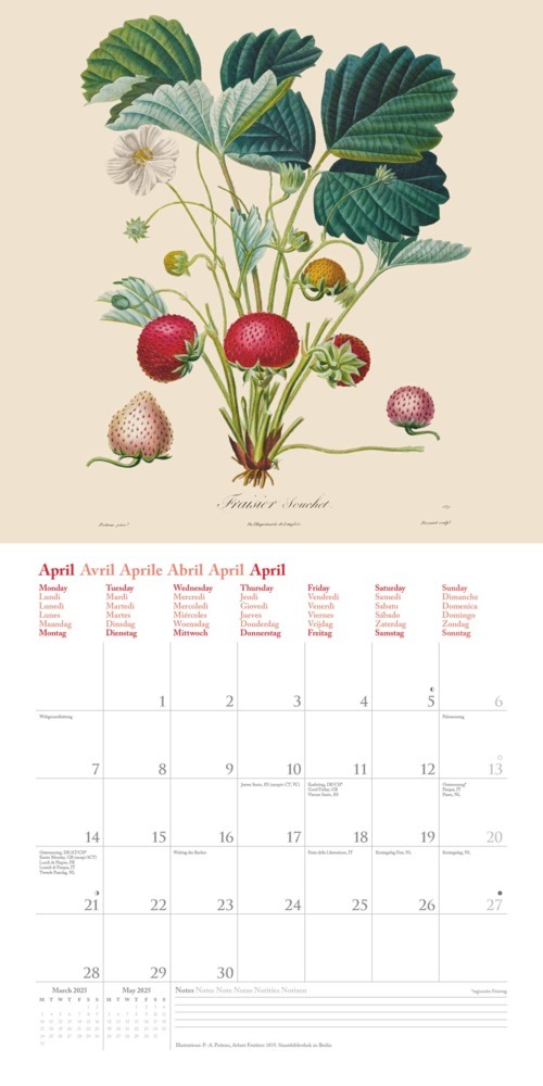 Bild: 4250809652818 | DUMONT - Fruits 2025 Broschürenkalender, 30x30cm, Wandkalender mit...