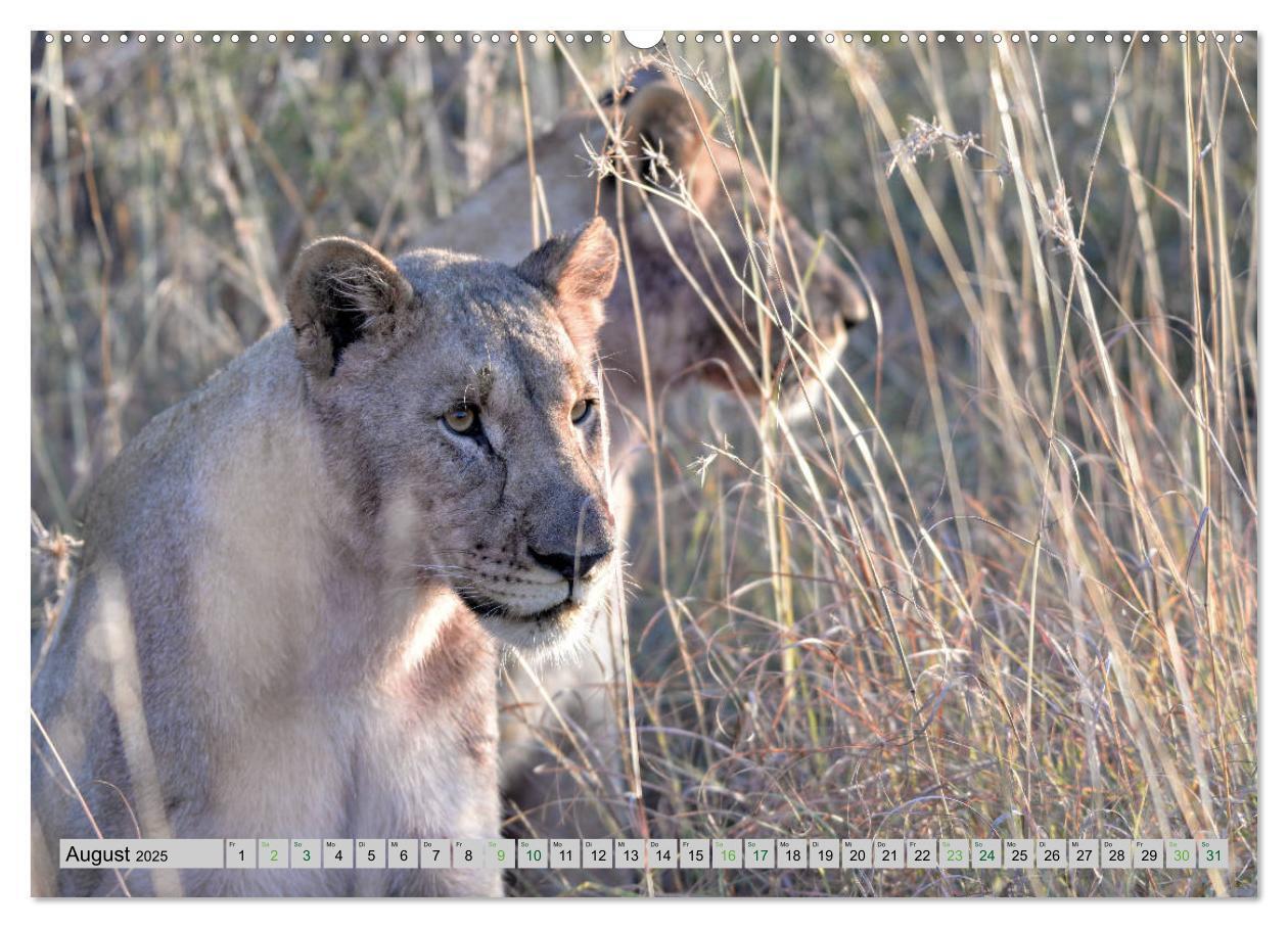 Bild: 9783435355099 | Löwen. Die Könige Afrikas (Wandkalender 2025 DIN A2 quer), CALVENDO...