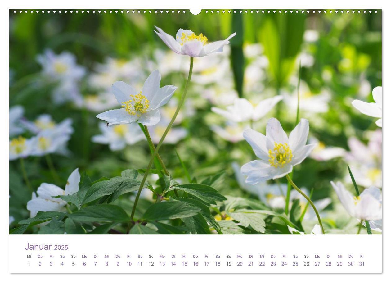 Bild: 9783435809516 | Blumen &amp; Blüten Träume (Wandkalender 2025 DIN A2 quer), CALVENDO...