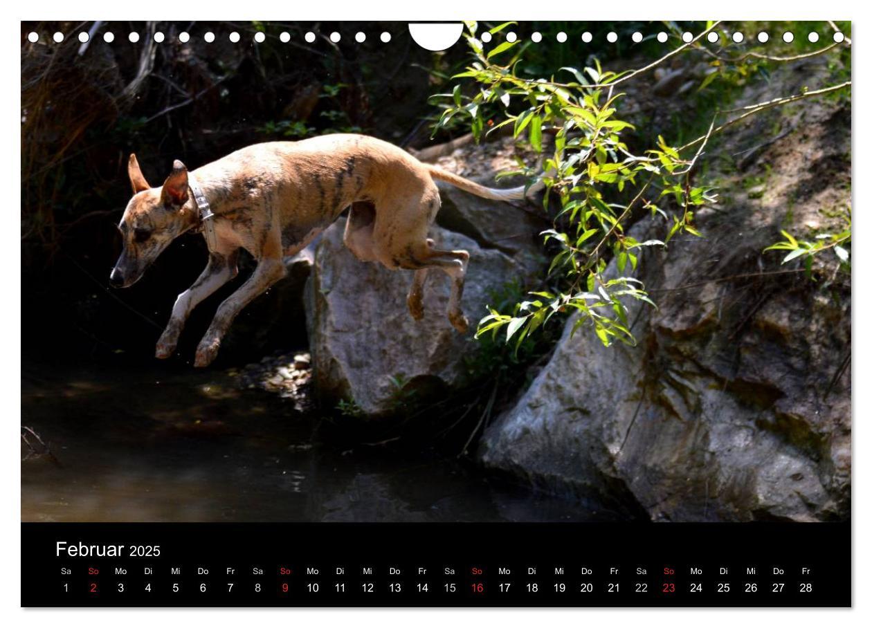 Bild: 9783435634910 | Whippets in Aktion (Wandkalender 2025 DIN A4 quer), CALVENDO...