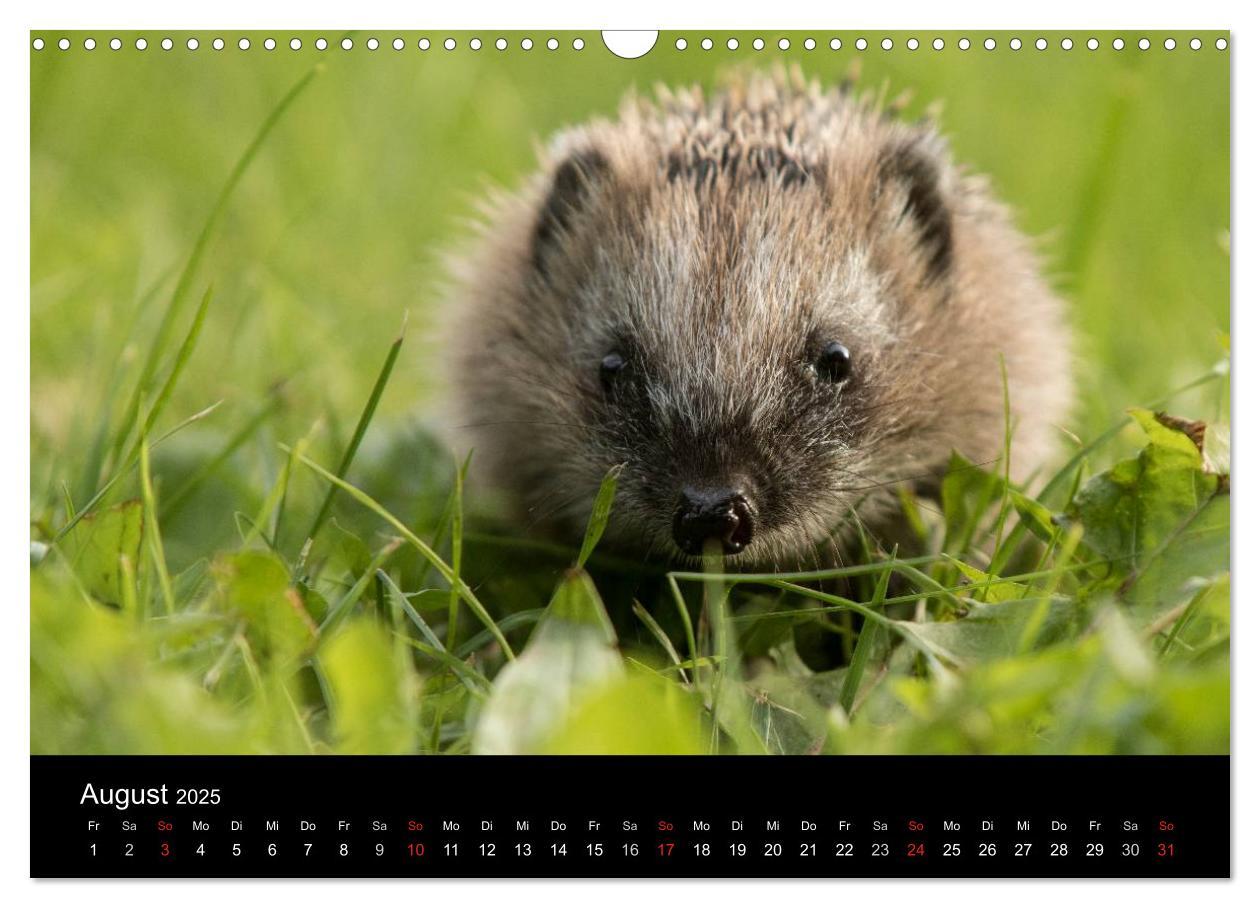 Bild: 9783435556878 | Wilde Heimat (Wandkalender 2025 DIN A3 quer), CALVENDO Monatskalender