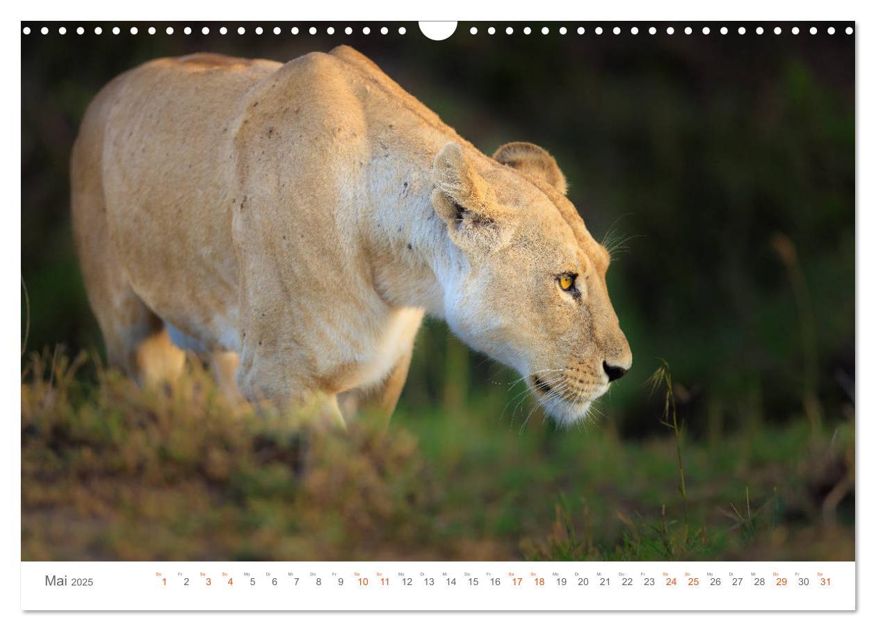 Bild: 9783435291960 | Safari Kenia (Wandkalender 2025 DIN A3 quer), CALVENDO Monatskalender