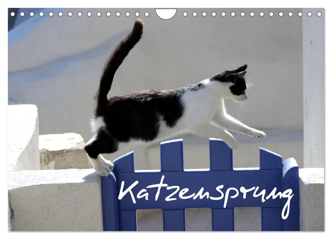 Cover: 9783435684069 | Katzensprung (Wandkalender 2025 DIN A4 quer), CALVENDO Monatskalender