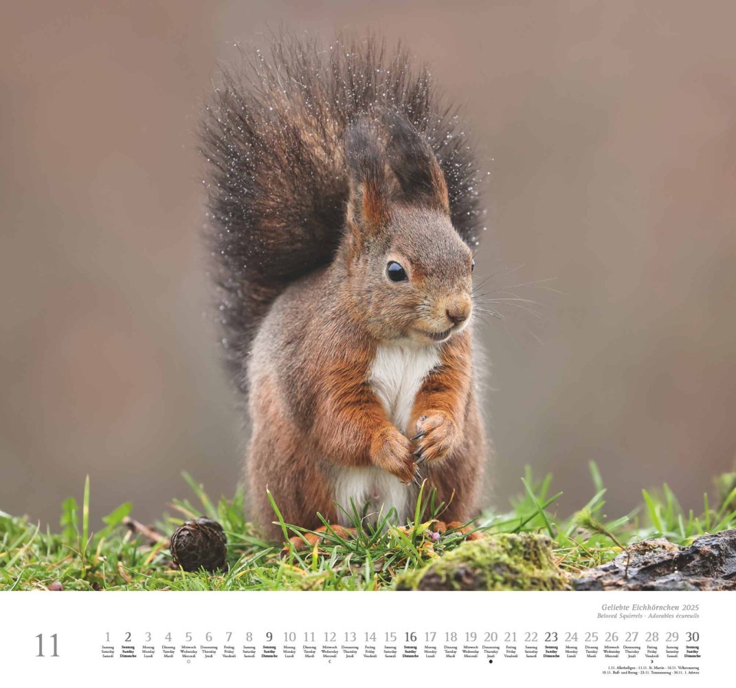 Bild: 4250809652696 | DUMONT - Geliebte Eichhörnchen 2025 Wandkalender, 38x35,5cm,...