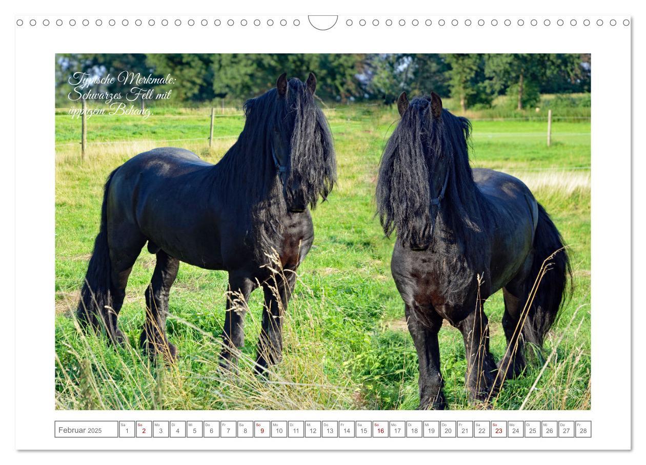 Bild: 9783383909085 | Friesen - elegant und kraftvoll (Wandkalender 2025 DIN A3 quer),...