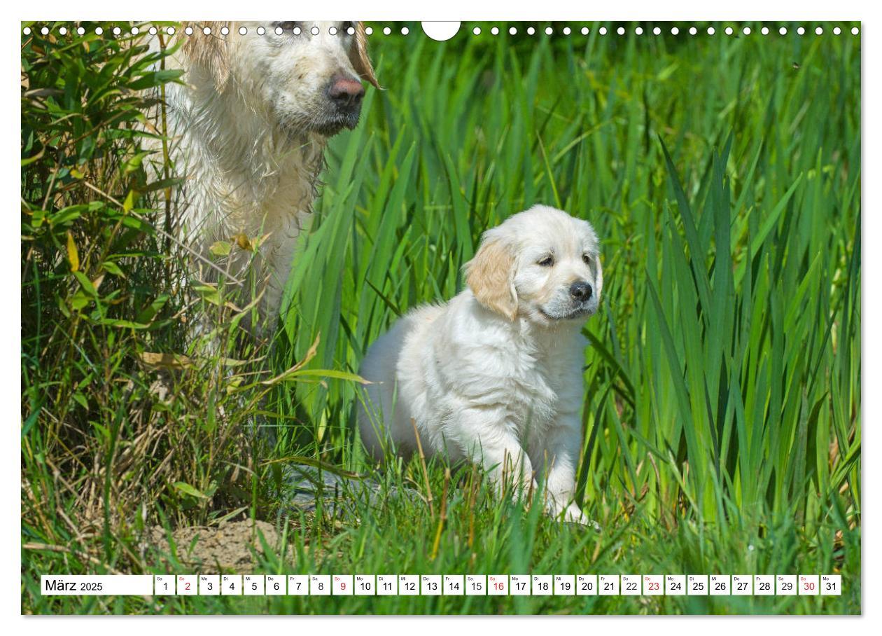 Bild: 9783435213801 | Goldige Herzensbrecher - Golden Retriever Welpen (Wandkalender 2025...