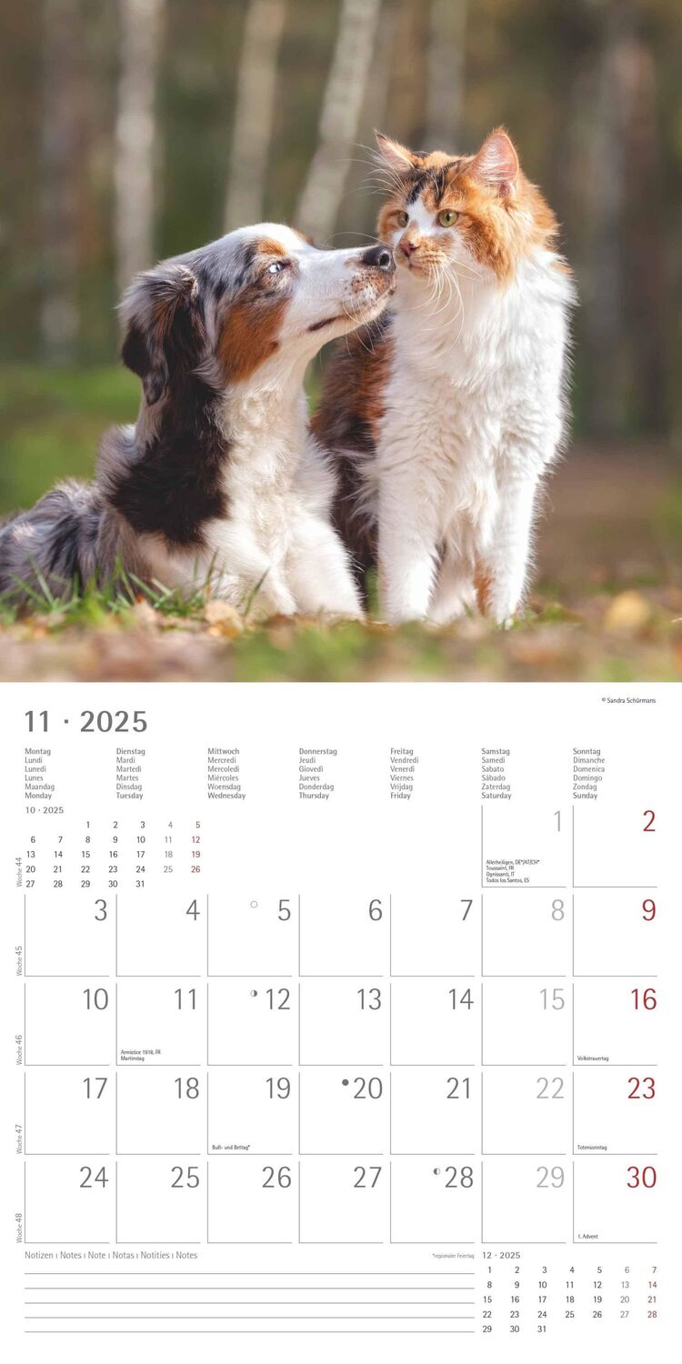 Bild: 4251732340780 | Tierfreundschaften 2025 - Broschürenkalender 30x30 cm (30x60...