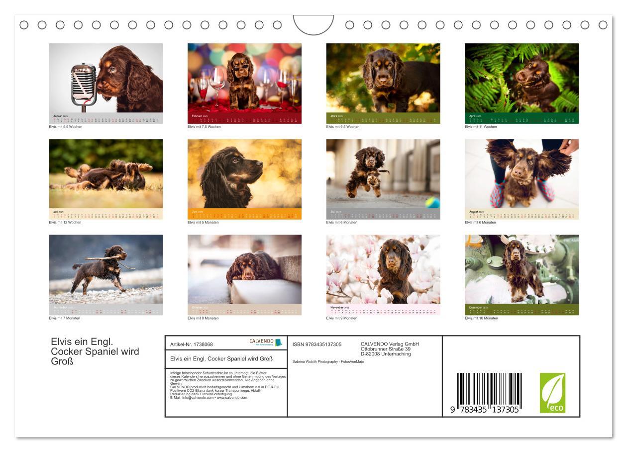 Bild: 9783435137305 | Elvis ein Engl. Cocker Spaniel wird Groß (Wandkalender 2025 DIN A4...