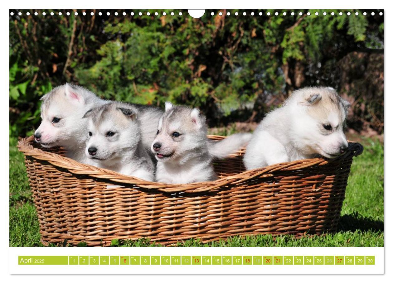 Bild: 9783435747856 | Siberian Husky - der Urtyp (Wandkalender 2025 DIN A3 quer),...