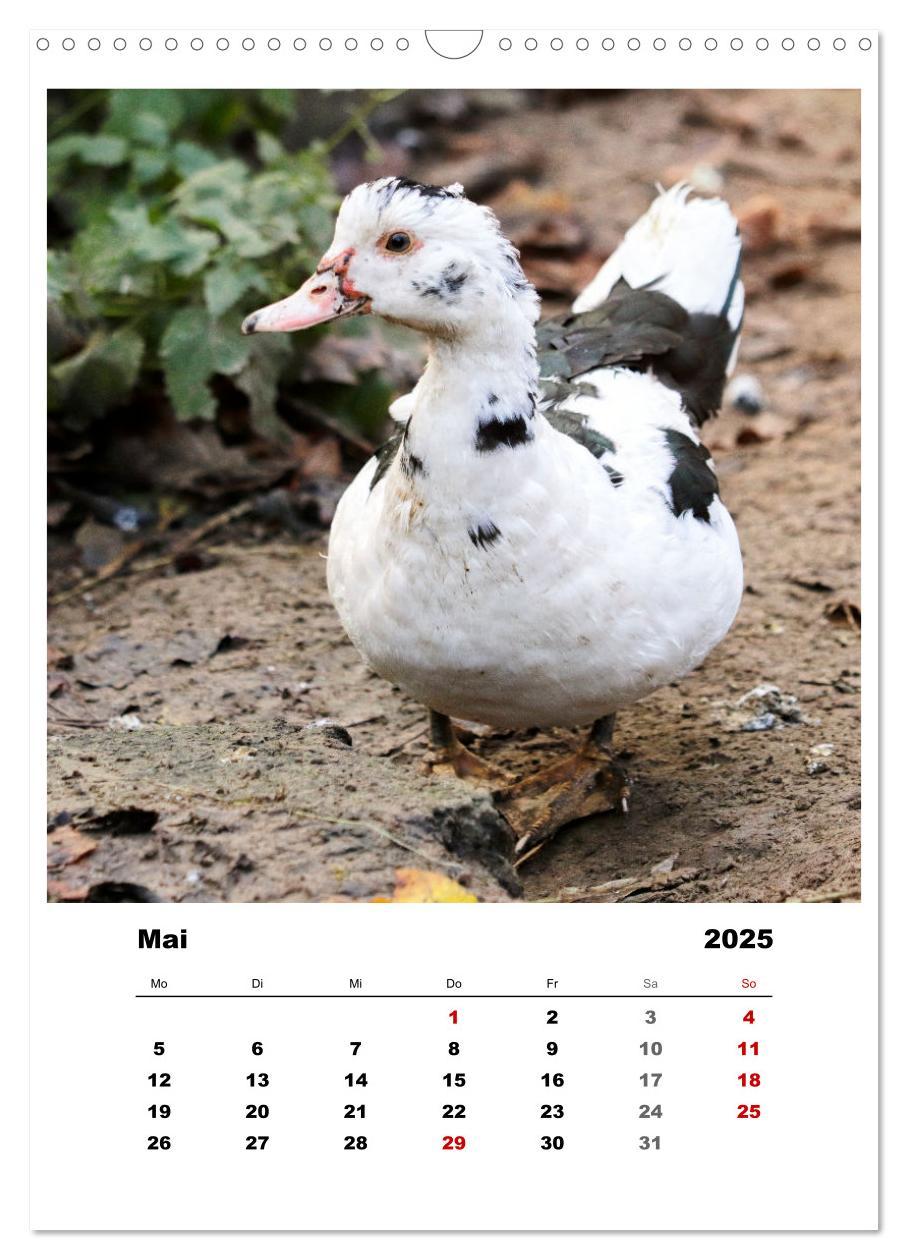 Bild: 9783435927937 | Bauernhoftiere, ganz nah dran (Wandkalender 2025 DIN A3 hoch),...