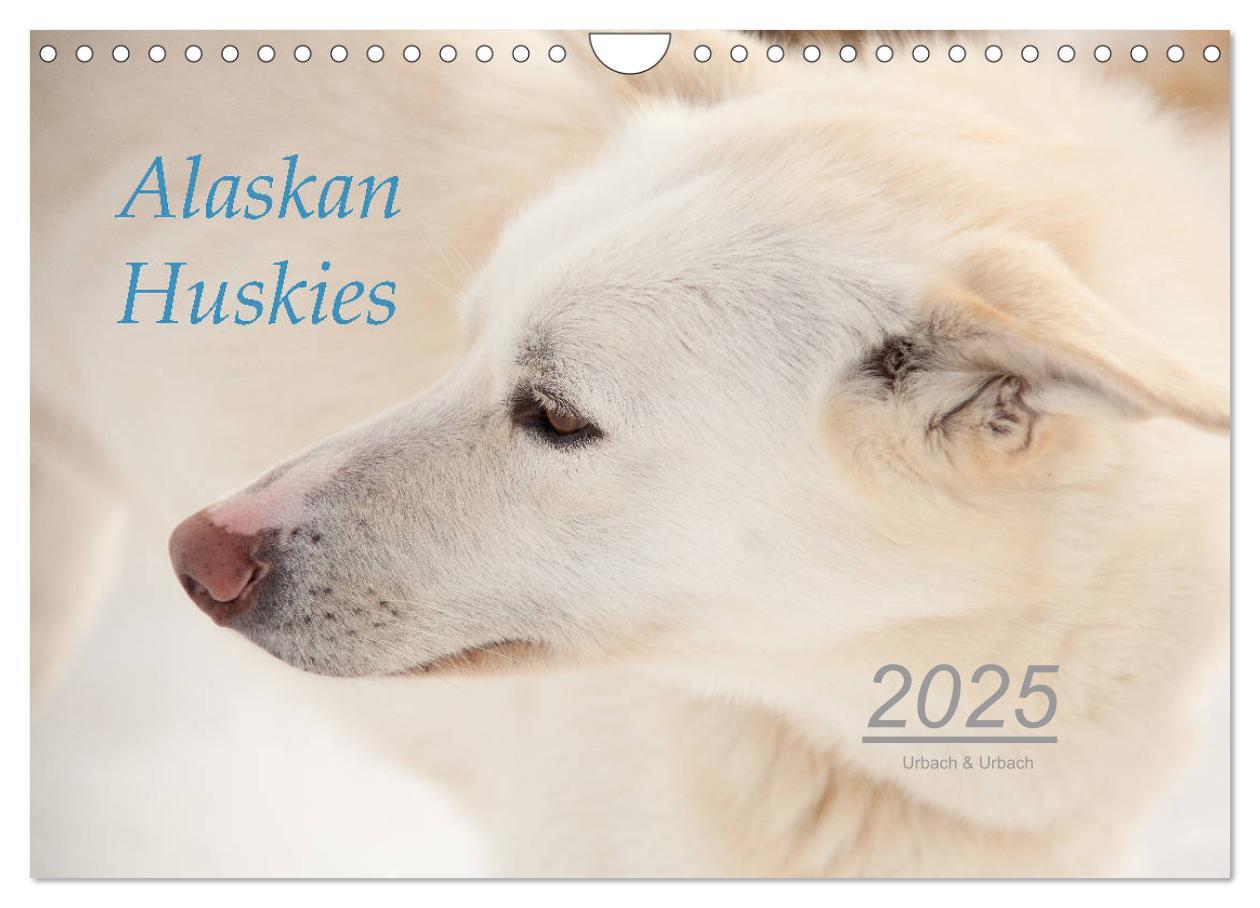 Cover: 9783435448890 | Alaskan Huskies (Wandkalender 2025 DIN A4 quer), CALVENDO...