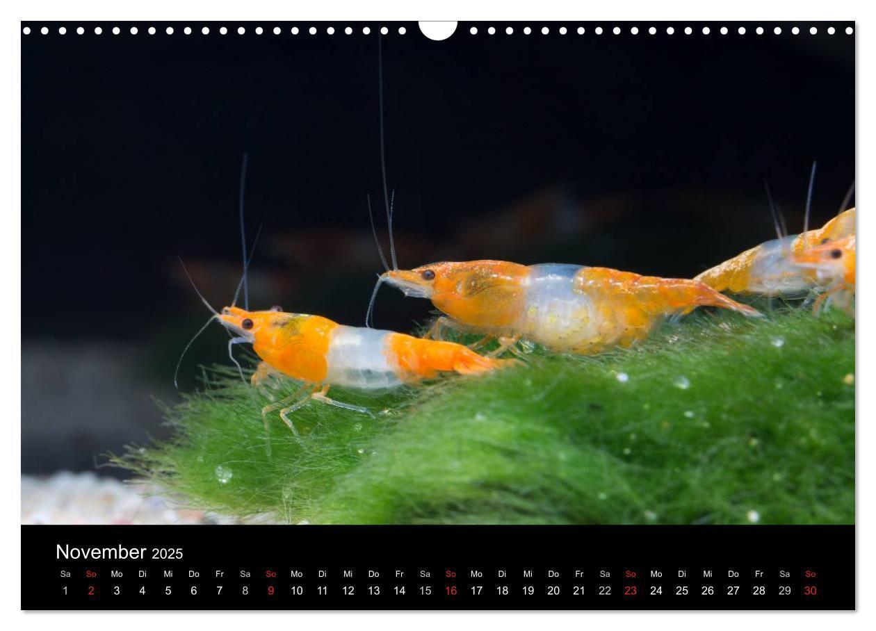 Bild: 9783435561582 | Zwerggarnelen - gepanzerte Juwelen im Aquarium (Wandkalender 2025...