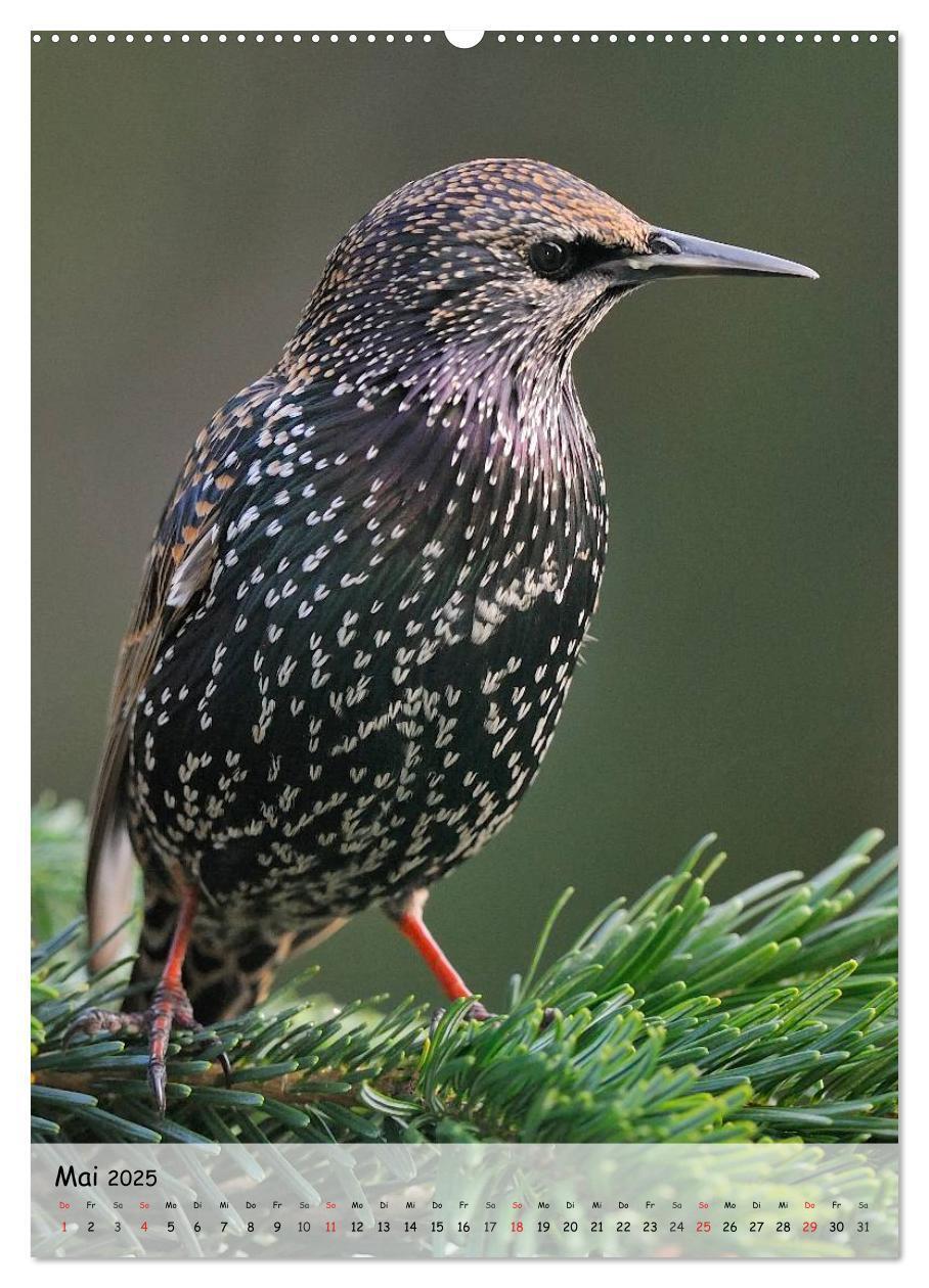 Bild: 9783457019573 | Vögel im heimischen Garten (hochwertiger Premium Wandkalender 2025...