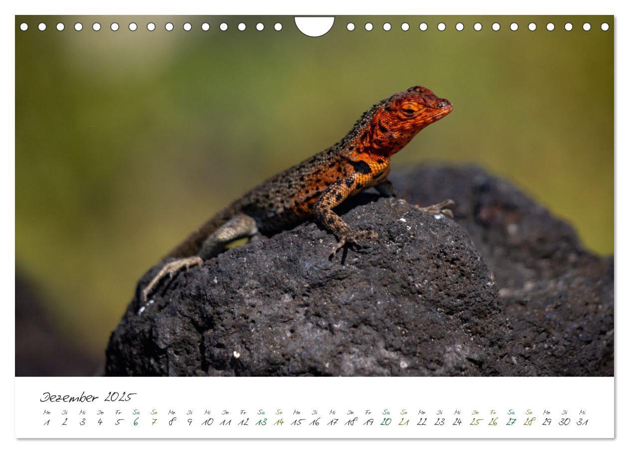 Bild: 9783383854200 | Wildes Galapagos - Die Tiere der Galapagos Inseln (Wandkalender...