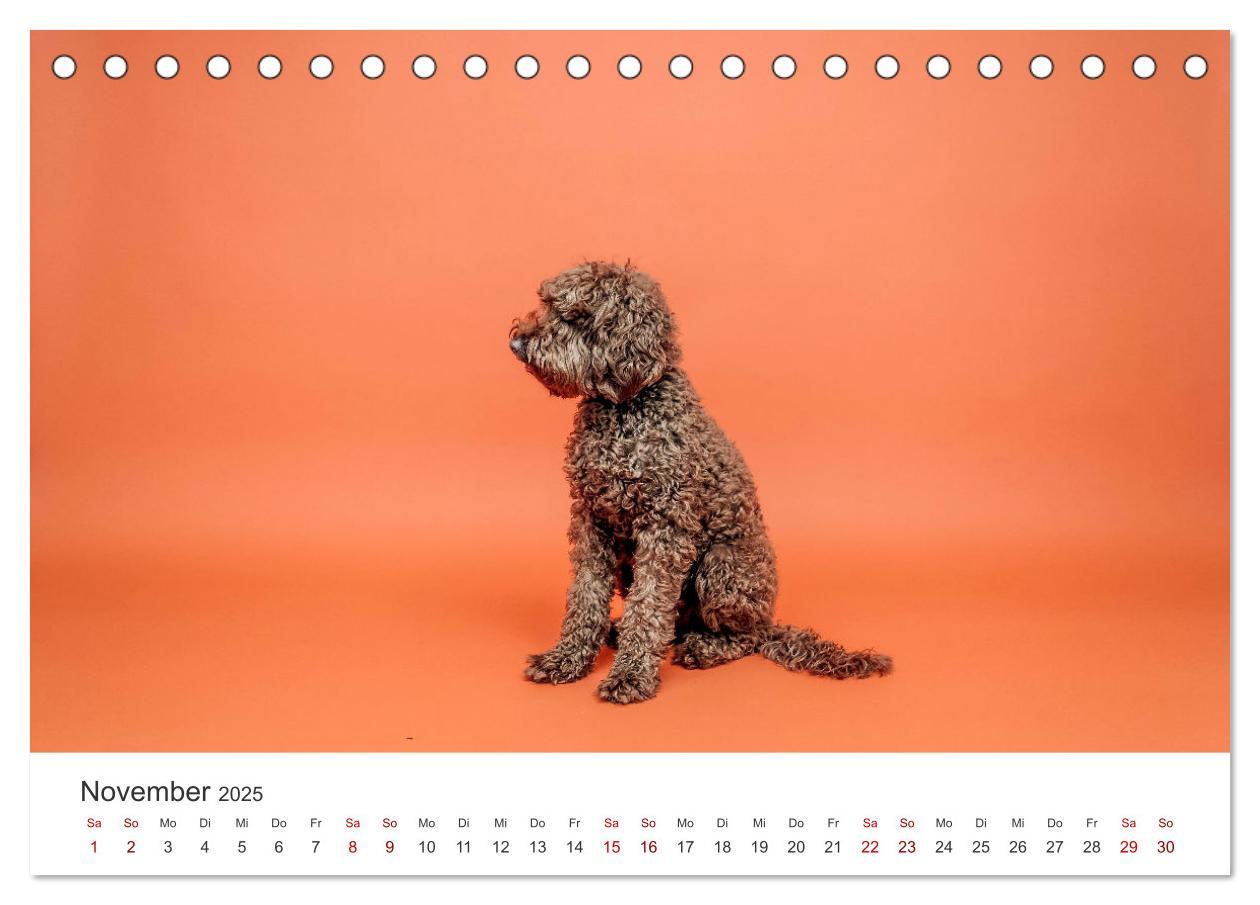 Bild: 9783383928758 | Pudel - Die flauschigen Lockenköpfe. (Tischkalender 2025 DIN A5...