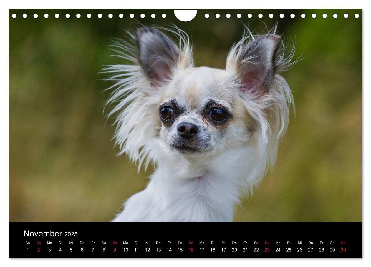 Bild: 9783435767113 | Chihuahua - Kleine Hunde ganz groß (Wandkalender 2025 DIN A4 quer),...