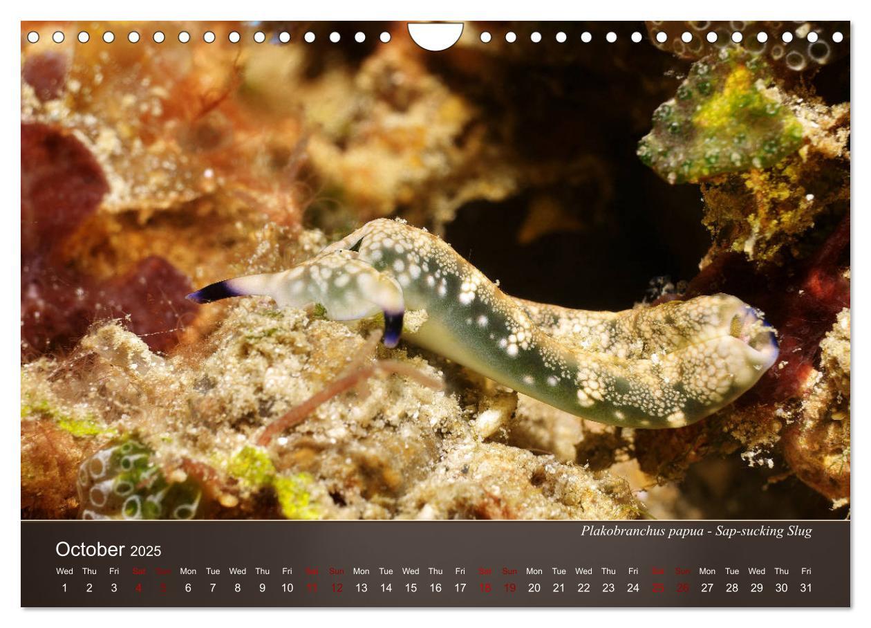 Bild: 9781325940516 | Nudibranchs on the ocean floor (Wall Calendar 2025 DIN A4...