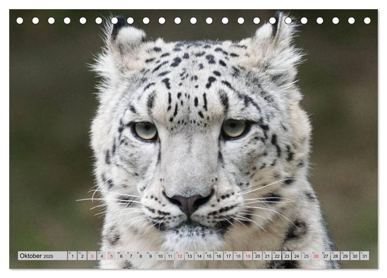 Bild: 9783435520015 | Schneeleoparden. Perfekte Raubkatzen-Schönheiten (Tischkalender...