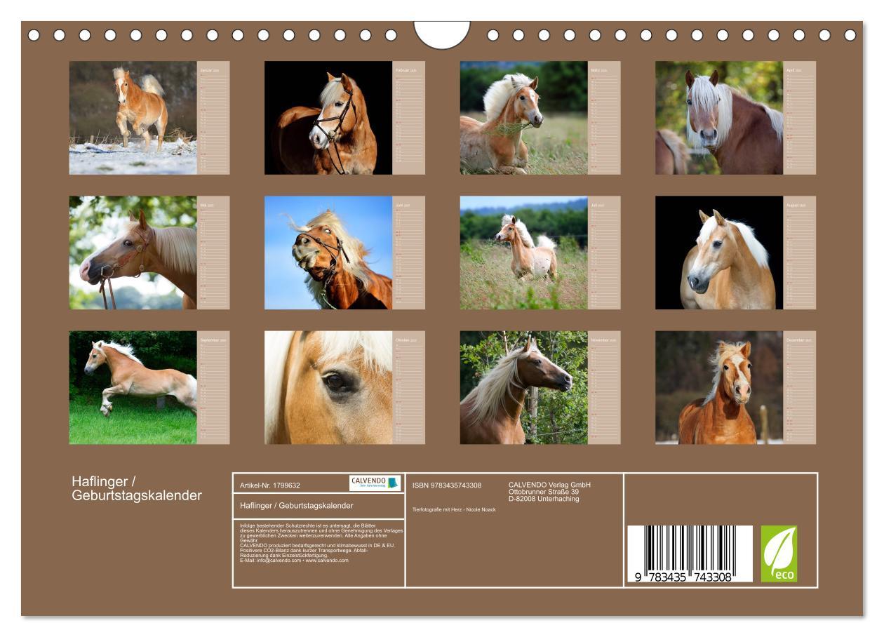 Bild: 9783435743308 | Haflinger / Geburtstagskalender (Wandkalender 2025 DIN A4 quer),...