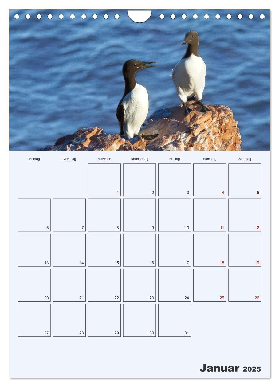 Bild: 9783435869565 | Wildes Leben auf Helgoland (Wandkalender 2025 DIN A4 hoch),...