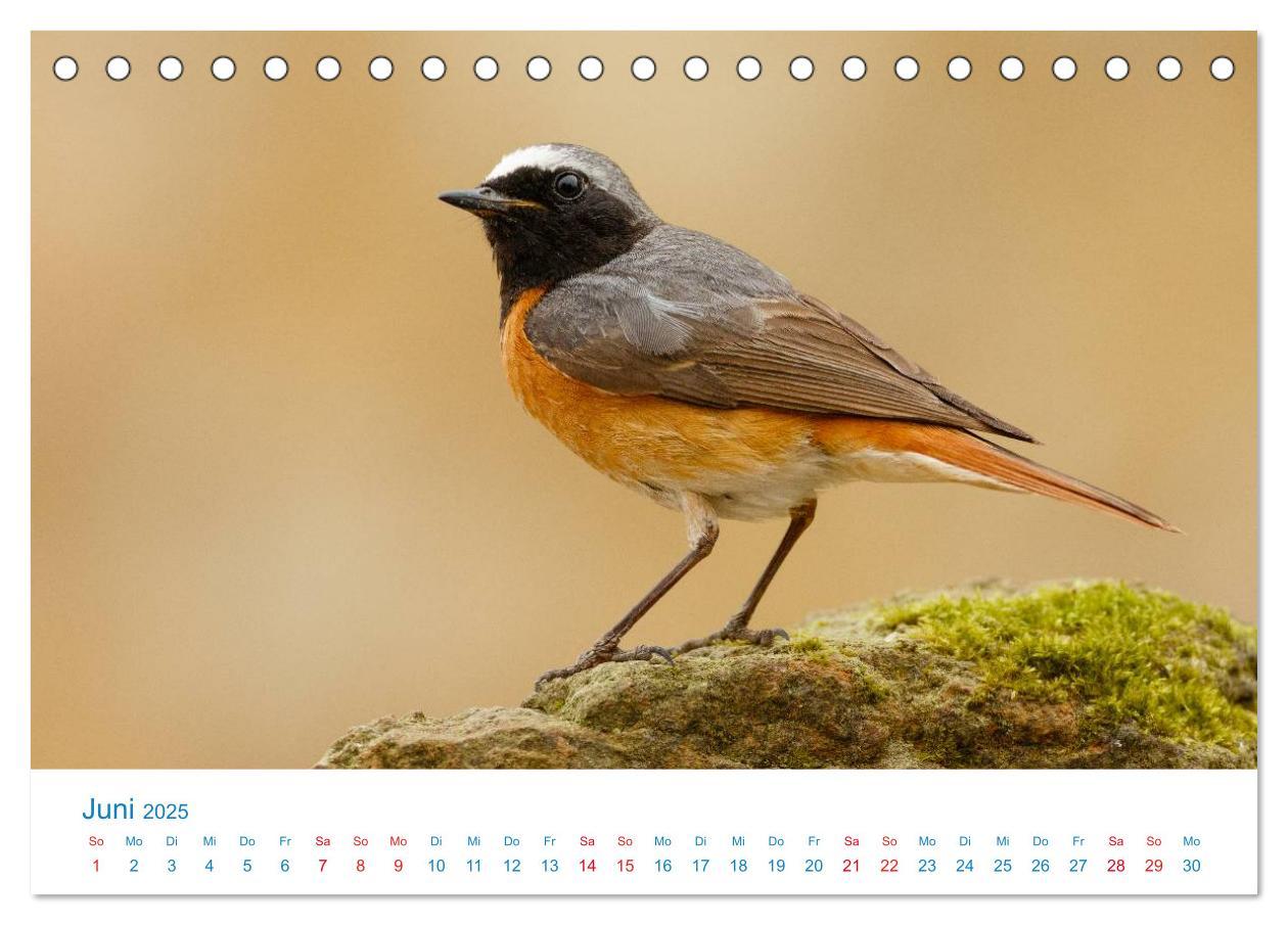 Bild: 9783435458363 | Singvögel - 12 Arten im Garten (Tischkalender 2025 DIN A5 quer),...