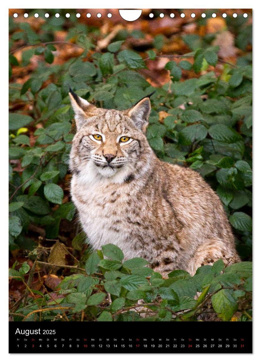 Bild: 9783457007570 | Der Luchs - Europas größte Samtpfote (Wandkalender 2025 DIN A4...