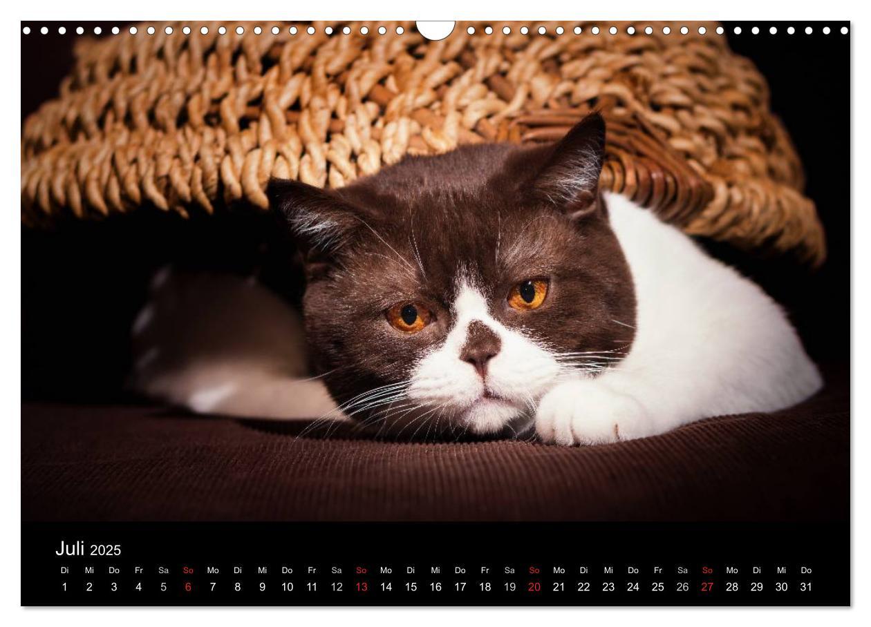 Bild: 9783435488032 | Schokoladige Britisch Kurzhaar Katzen (Wandkalender 2025 DIN A3...