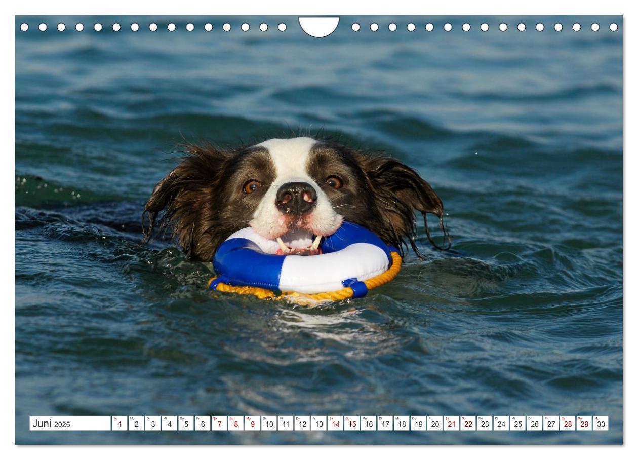 Bild: 9783457157749 | Border Collie - Das Universalgenie unter den Hunden (Wandkalender...