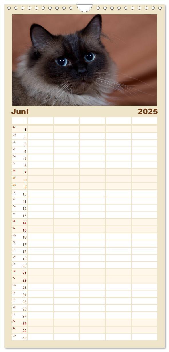 Bild: 9783457121771 | Familienplaner 2025 - Ragdolls mit 5 Spalten (Wandkalender, 21 x 45...