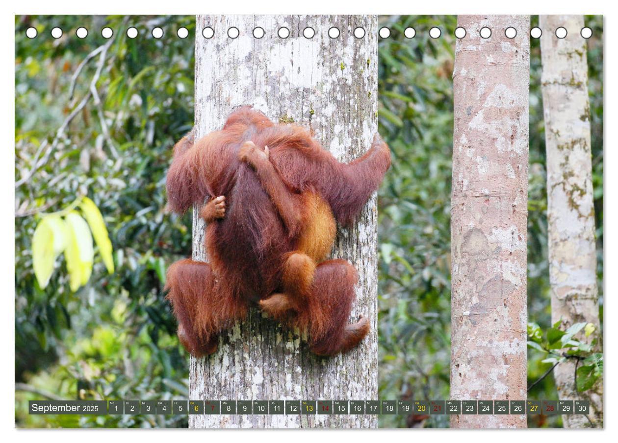 Bild: 9783435355327 | Waldmenschen - Orang Utans auf Borneo (Tischkalender 2025 DIN A5...