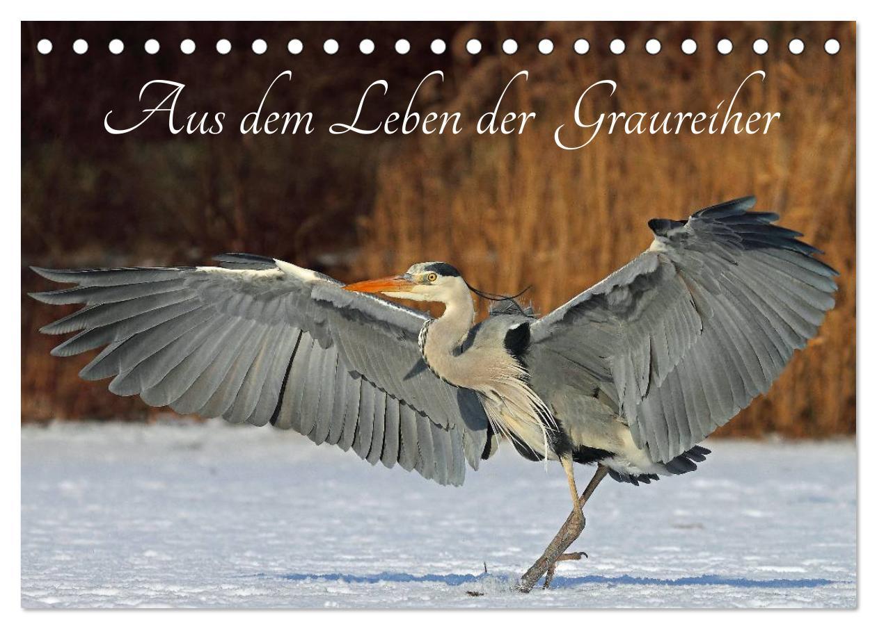 Cover: 9783435561964 | Aus dem Leben der Graureiher (Tischkalender 2025 DIN A5 quer),...