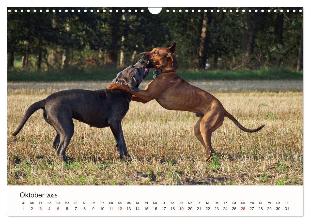 Bild: 9783435482351 | Rhodesian Ridgeback Schönheit aus Afrika (Wandkalender 2025 DIN A3...