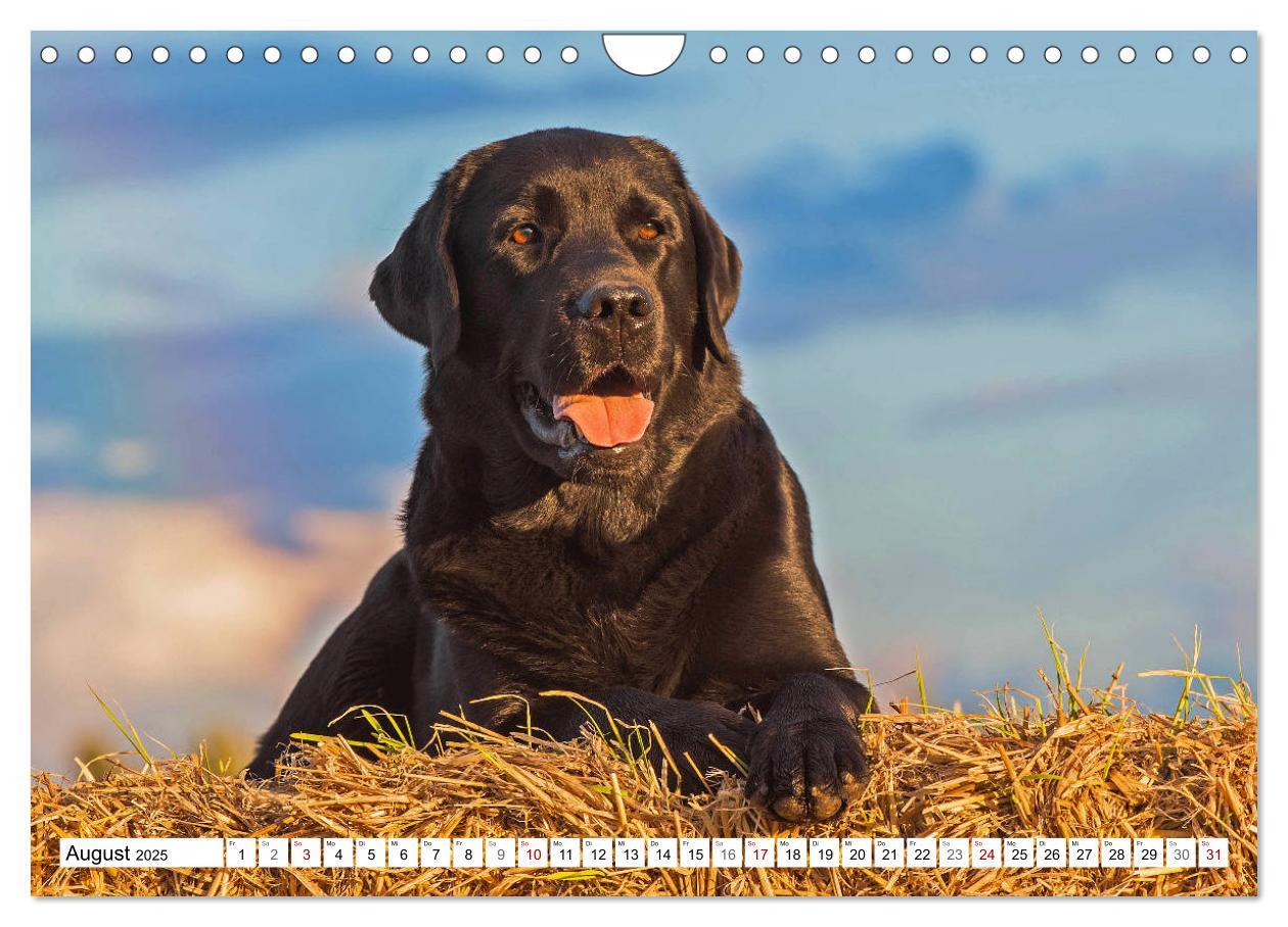 Bild: 9783435313037 | Freund auf 4 Pfoten - Labrador Retriever (Wandkalender 2025 DIN A4...