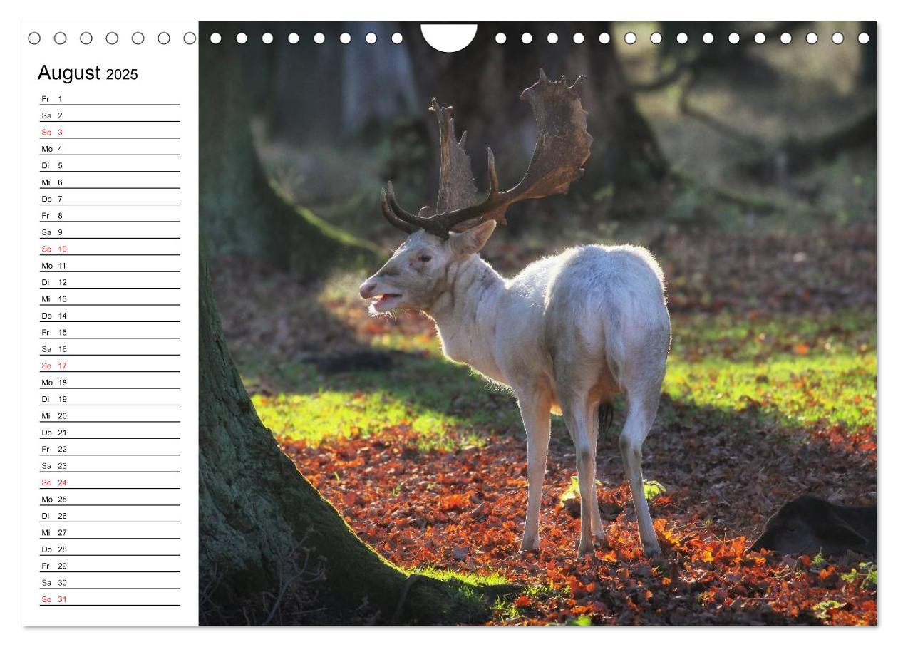 Bild: 9783435539901 | Hannover erleben (Wandkalender 2025 DIN A4 quer), CALVENDO...