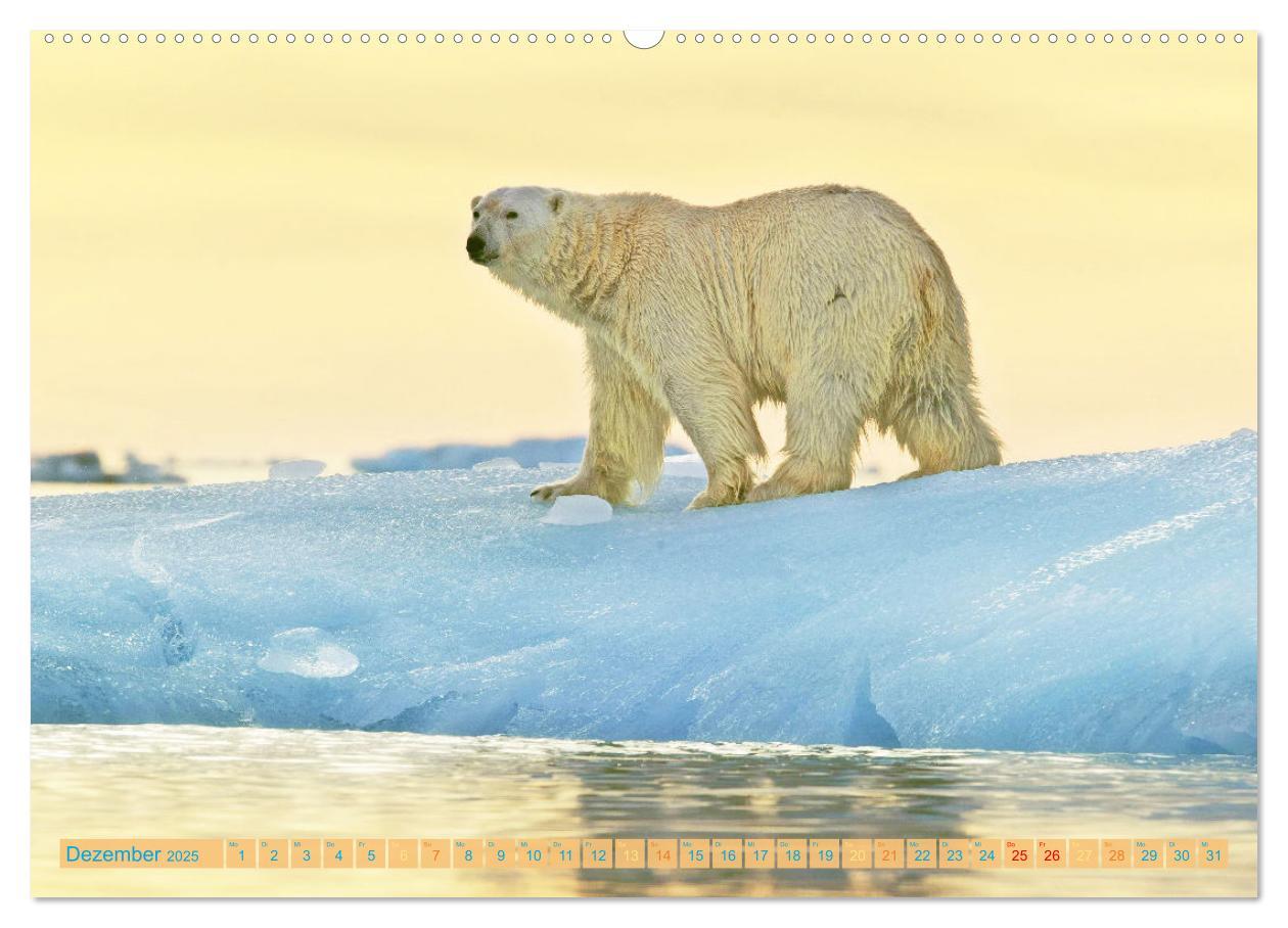 Bild: 9783457140536 | Eisbären: Lebenskünstler im Eis (hochwertiger Premium Wandkalender...