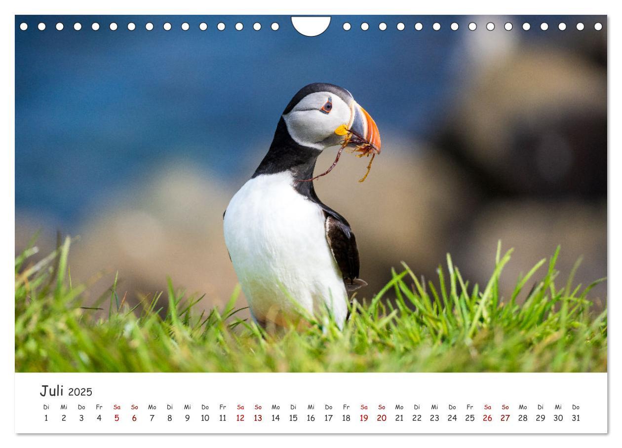 Bild: 9783383938412 | Die Welt der Papageientaucher - Islands Wildvögel (Wandkalender...