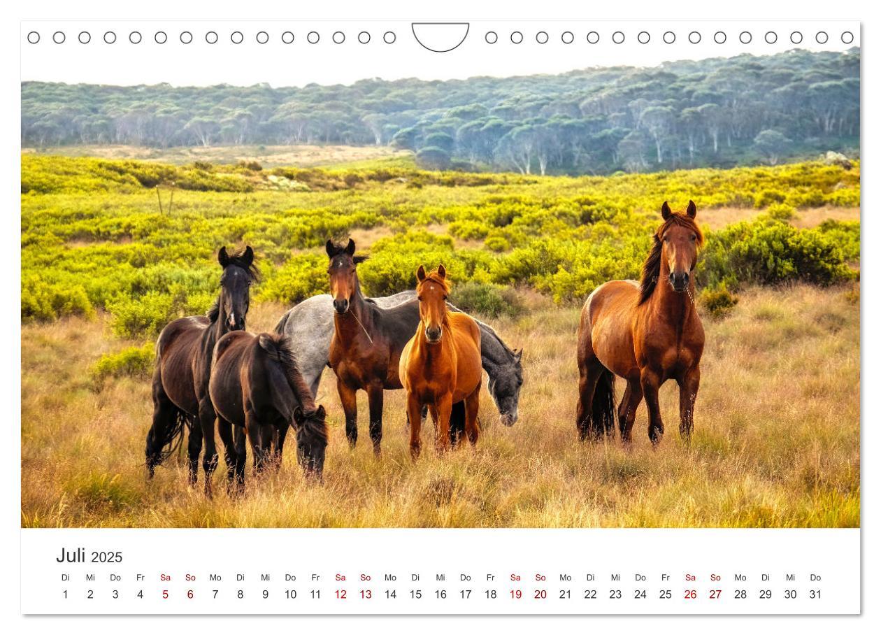 Bild: 9783383927973 | Freiheitsliebende Wildpferde (Wandkalender 2025 DIN A4 quer),...