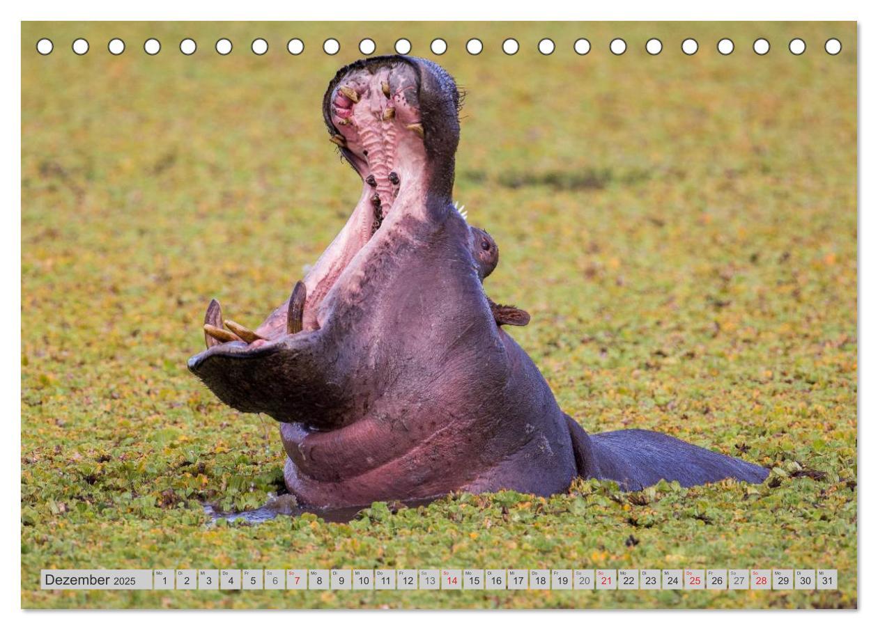 Bild: 9783435735365 | Emotionale Momente. Happy Hippo / CH-Version (Tischkalender 2025...