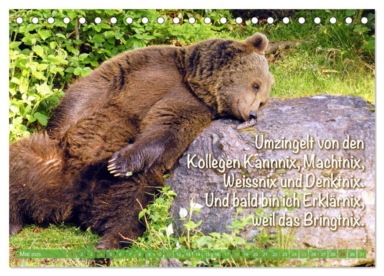 Bild: 9783383881855 | Spaß mit Bären: Edition lustige Tiere (Tischkalender 2025 DIN A5...