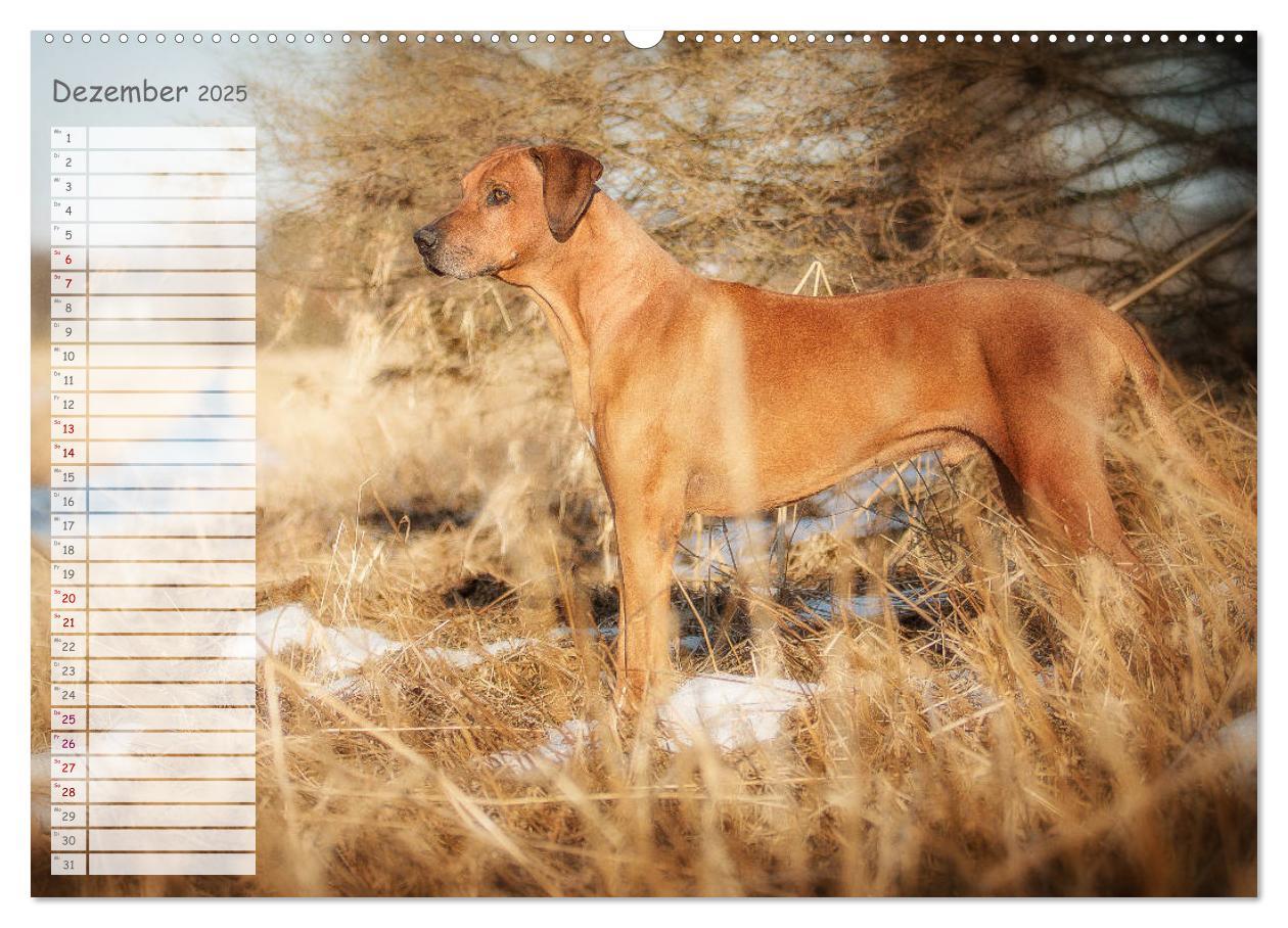 Bild: 9783435352449 | Rhodesian Ridgeback - Herzen auf vier Pfoten (hochwertiger Premium...