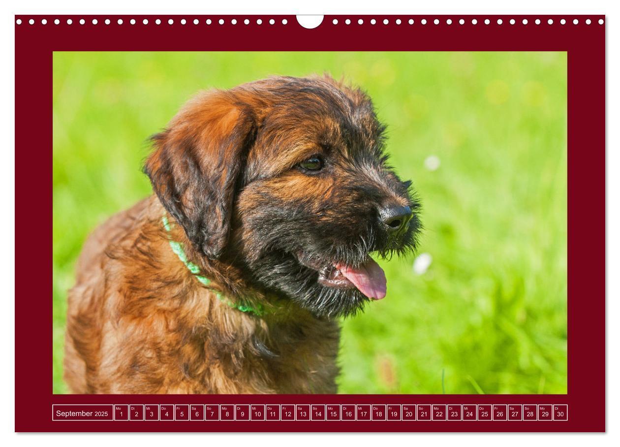 Bild: 9783457153079 | Herz auf vier Pfoten - Briard (Wandkalender 2025 DIN A3 quer),...