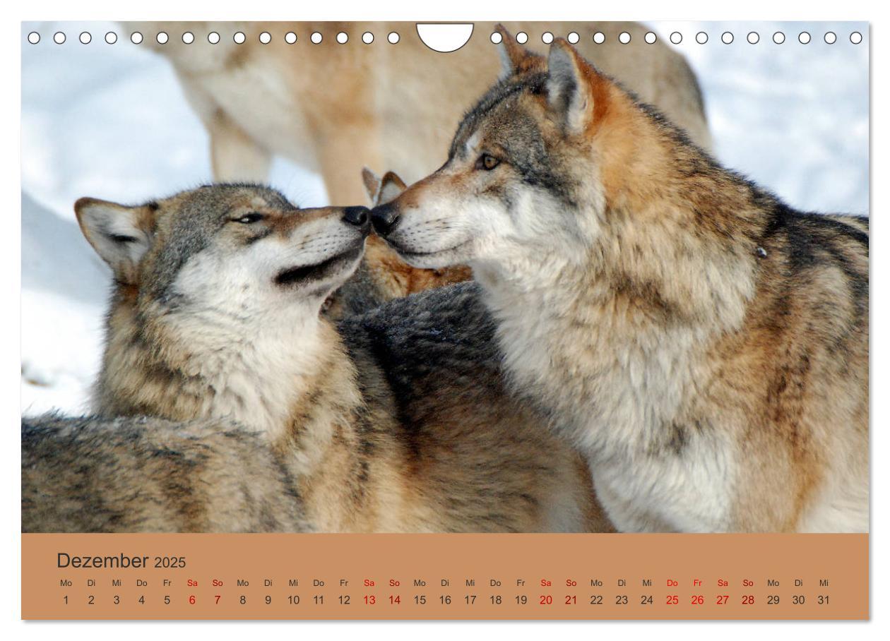 Bild: 9783435393817 | Begegnungen DER WOLF (Wandkalender 2025 DIN A4 quer), CALVENDO...