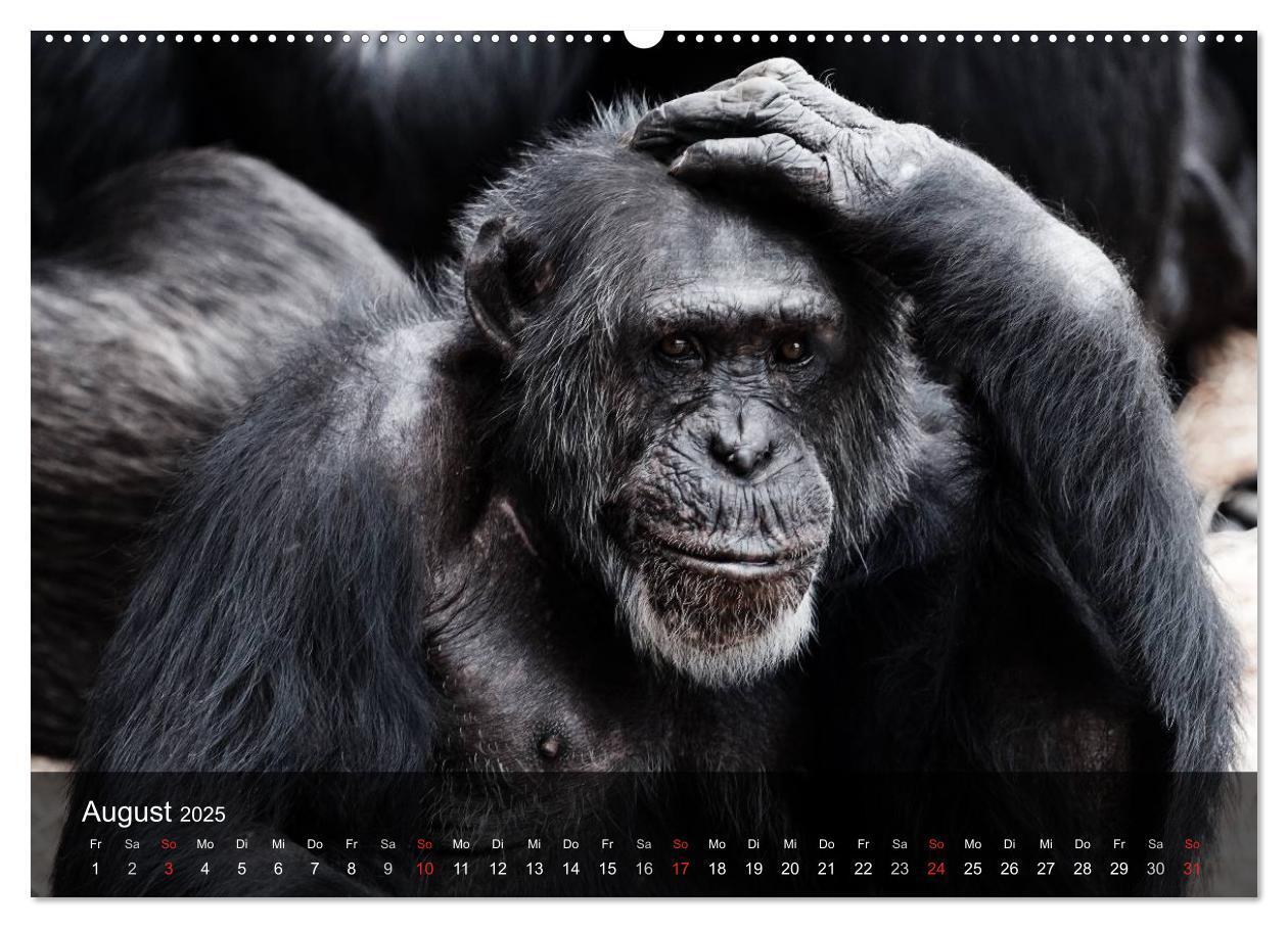 Bild: 9783435623549 | Menschenaffen. Gorillas, Schimpansen, Orang-Utans (Wandkalender...