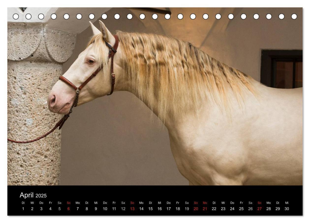 Bild: 9783435636907 | Spaniens stolze Pferde (Tischkalender 2025 DIN A5 quer), CALVENDO...