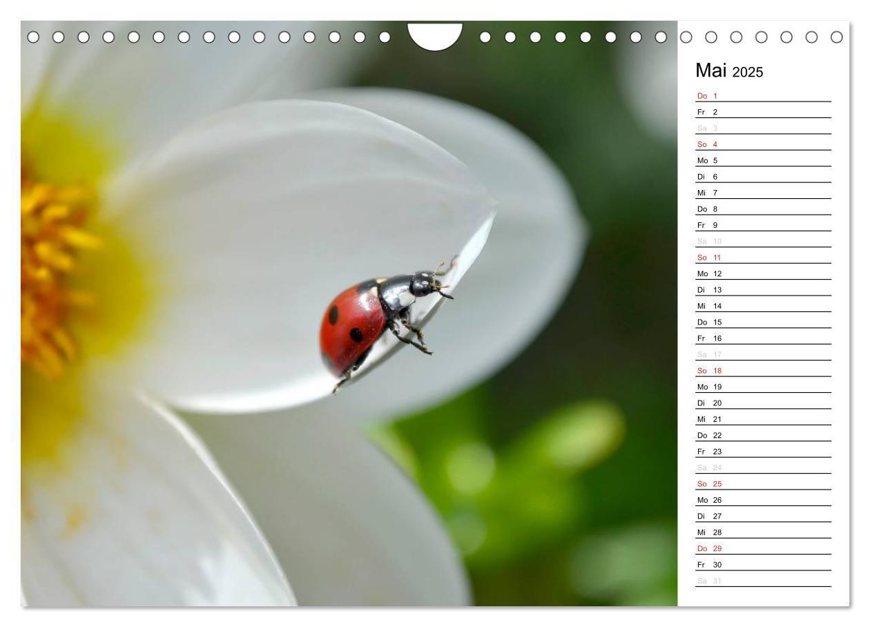 Bild: 9783435787418 | Marienkäfer 2025 (Wandkalender 2025 DIN A4 quer), CALVENDO...