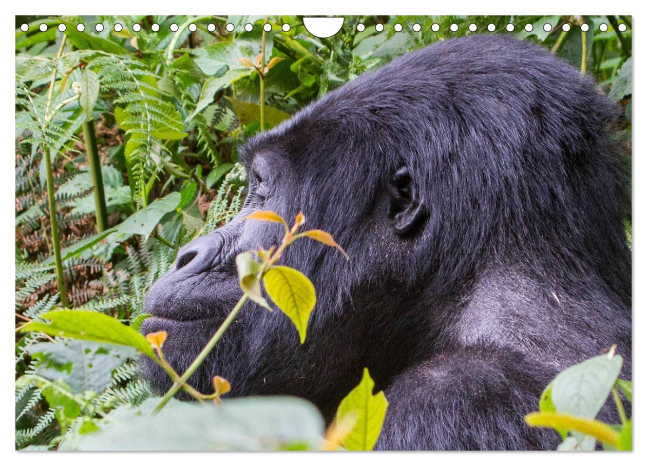 Bild: 9783435364145 | Gorillas ohne Nebel (Wandkalender 2025 DIN A4 quer), CALVENDO...